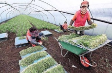 명성 자자 울산부추 수확 구슬땀