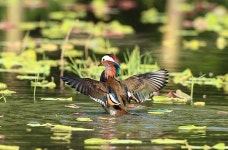 원앙 연꽃단지 나들이