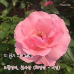 [울산매일 카드뉴스] 울산대공원 장미축제 Love Story in Ulsan