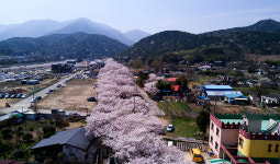 꽃비 내리는 울주군 작천정 벚꽃터널