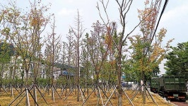 상개동 완충녹지, 조성 1년여만에 하나둘씩 고사 생명의 숲 생육환경 등 활착 못하는 근본 원인 밝혀야