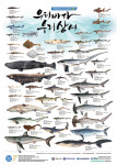 우리 바다 서식 상어 45종 한눈에