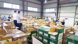 2017년산 서생배 첫 경매