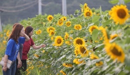 황금빛 꽃동산…동해시 공한지 해바라기 만개