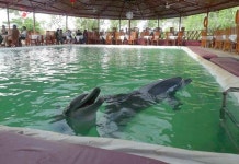 구경거리로 전락한 인니 돌고래들