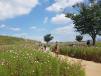 코스모스 만발한 금호강변