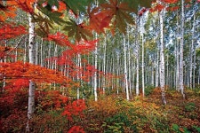 [렌즈 속 이야기] 속삭이는 자작나무숲