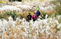 선암호수공원 은빛 억새 물결