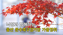 [영상뉴스] 낙엽과 함께하는 울산 문수축구경기장 가을정취