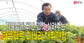 [영상뉴스] 봄의 전령사 선바위 미나리 채취 현장 속으로