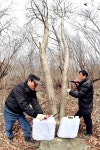 영남알프스 가지산고로쇠 수액 채취 한창