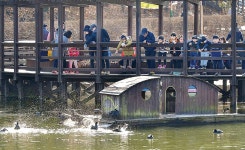 봄의 문턱…선암호수공원 오리 몸단장