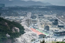 [렌즈 속 이야기] 벚꽃 만발한 언양 작천정