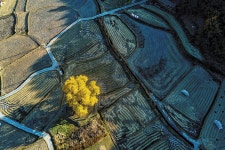 드론으로 보는 울산의 문화재 (49)울주 구량리 은행나무 (蔚州 九良里 은행나무)