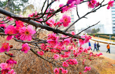 울산 남구 선암호수공원에 핀 홍매화