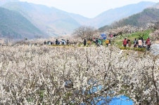 제13회 원동매화축제와 함께 펼쳐지는 양산의 봄