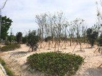 울산 북구, 도시숲 가로수 조성사업 완료