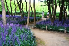 【렌즈속 이야기】 맥문동 보랏빛 물결