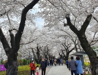 [현장취재] 거리두기 계도 요청에도 울산 벚꽃 명소 나들이객 발길 이어져