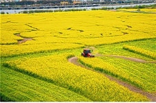 부산시, 대저생태공원 내 유채꽃 파쇄