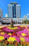울산시청 가을 국화
