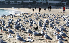 해운대해수욕장 갈매기 일광욕