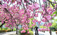 눈길 사로잡는 화사한 겹벚꽃