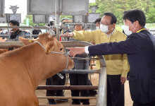 송철호 울산시장, 울산축협 가축시장 방문