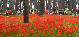 대왕암공원 송림 진홍색으로 물들인 꽃무릇
