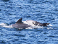 기획- 고래도시 울산, 고래바다쉼터 1번지를 꿈꾼다