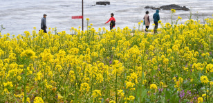 대왕암공원 해안둘레길에 핀 유채꽃