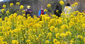 대왕암공원 해안둘레길에 핀 유채꽃