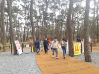 투신 사고 대왕암공원 출렁다리 안전관리체계 도마에