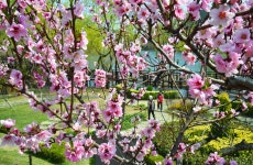 연분홍 복사꽃 핀 선암호수공원