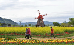 【렌즈속 이야기】 창원 남지 유채꽃