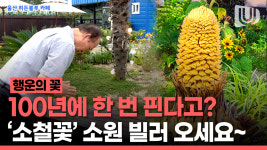100년에 한 번 피는 꽃 소철꽃이 울산에 등장!