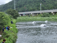 회야수질개선사업소 물고기 집단폐사 원인은 산소부족