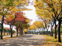 【 렌즈 속 이야기】가을이 익어가는 공원길
