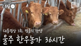 [울산1.5일]대통령상 3회, 명품 한우가 탄생하는 울주 한우농가 36시간
