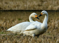 천연기념물 고니 울산서 첫 발견