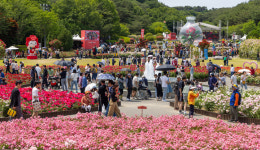 장미빛 물든 울산 … SK이노 16년 지역 상생 큰 행복