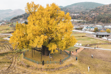 가을의 끝자락···500살 은행나무 황금빛 자태