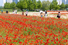 봄꽃 활짝 핀 태화강국가정원