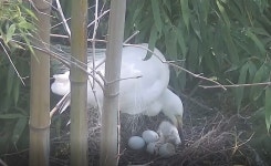 태화강 대숲 중백로 71일간의 번식기록 오롯이