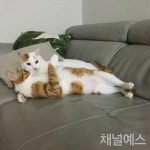 [멍과 야옹 사이] ‘잘 지냄’의 이데아 같은 것