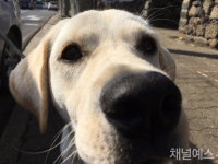 [멍과 야옹 사이]안녕, 난 큰 강아지 신지야