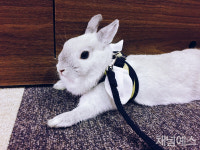 [멍과 야옹 사이]인간과 동물의 행복한 공존방법