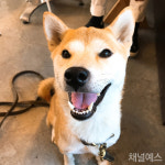 네 발 달린 천사는 책상을 씹지