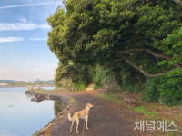 [멍과 야옹 사이] 당신을 구원할 댕댕이