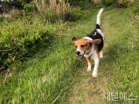[멍과 야옹 사이] 당신을 구원할 댕댕이